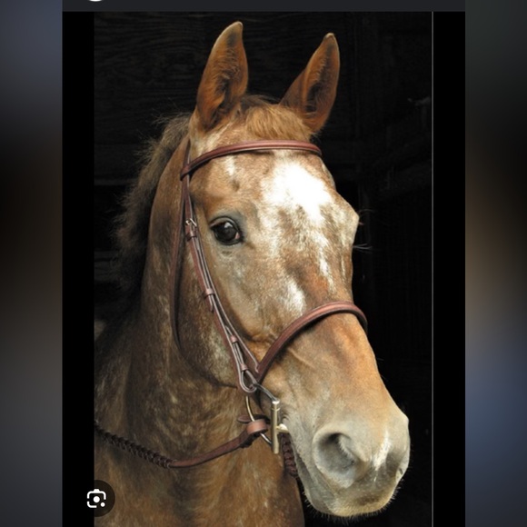 BNWT Smith-Worthington Bridle - Picture 1 of 8